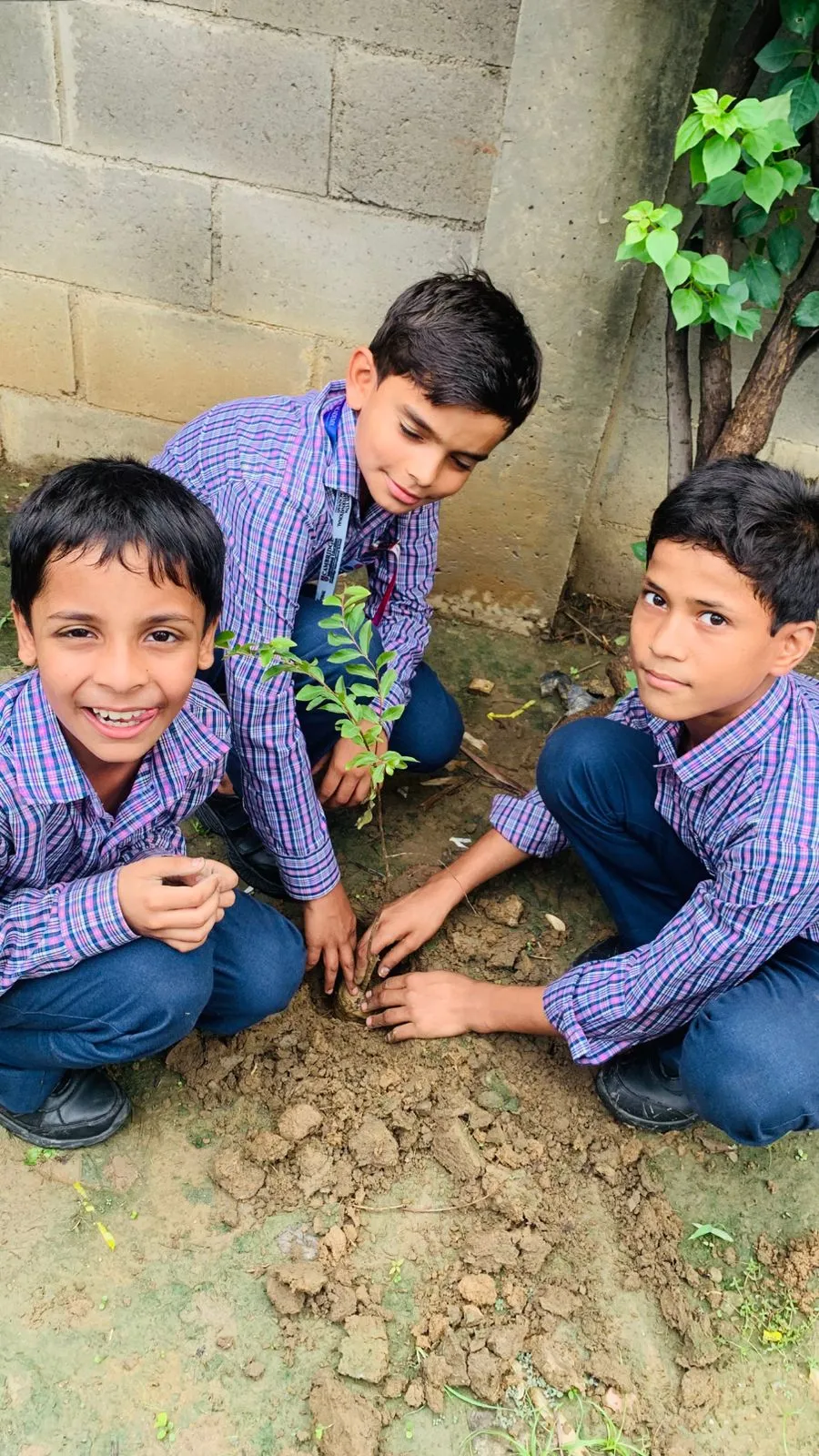 Van Mahotsav Tree Plantation, photo 14
